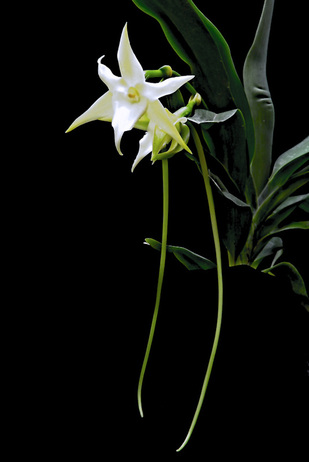 Angraecum Sesquipedale Thou 1822 Fdo Freunde Der Orchideen